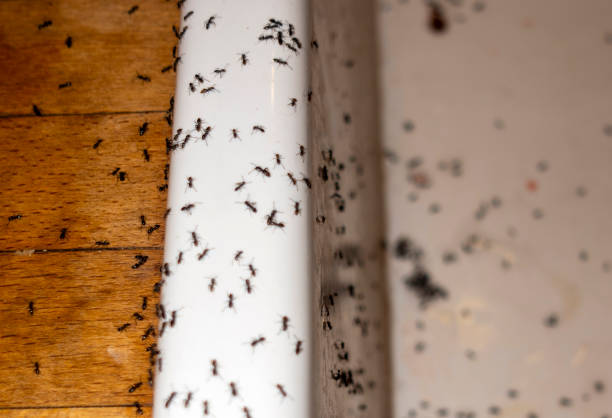 Best Ant Control Services  in Fulton, NY