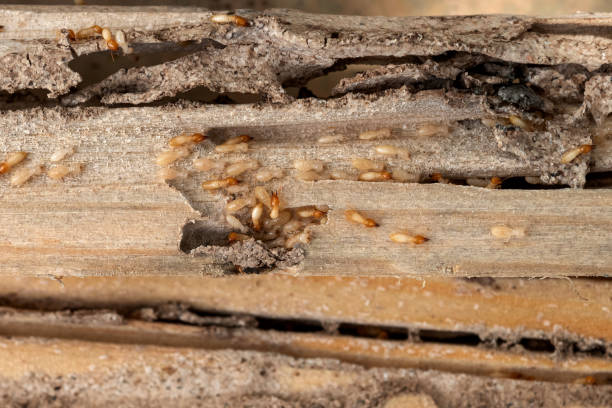 Best Flea Control Services  in Fulton, NY